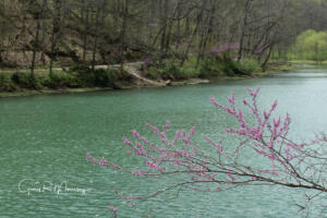 Red bud by the Lake Spring Mill SP IN